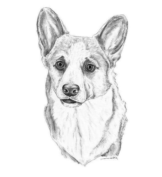 Корги рисунок