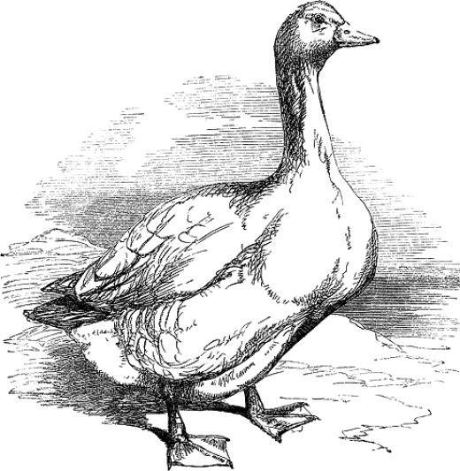 Гусь рисунок для детей карандашом