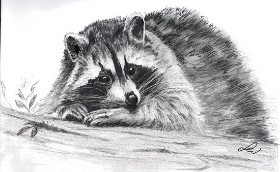 Лёгкие рисунки енота