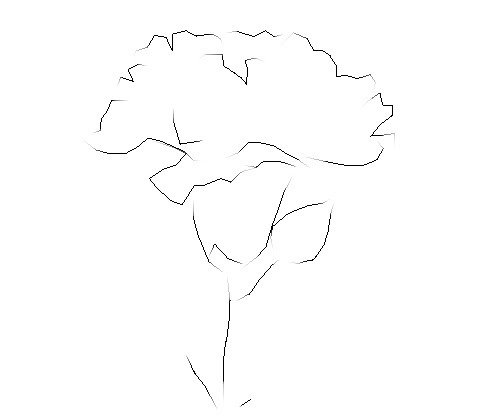 Гвоздика рисунок карандашом