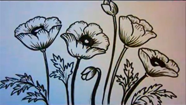 Рисуем маки карандашом поэтапно