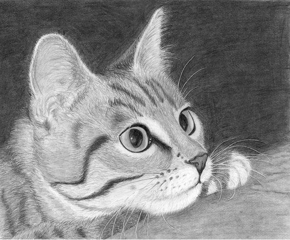 Рисунки котов карандашом
