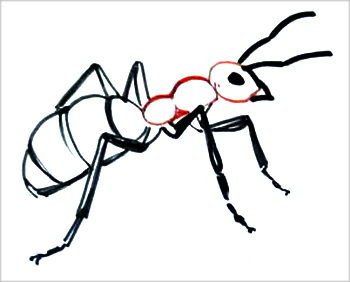 Рисунок муравья карандашом простой (49 фото)