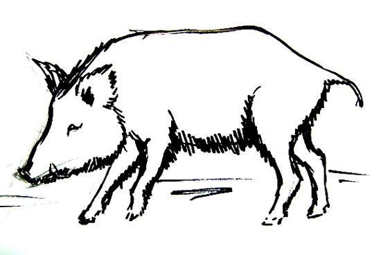 Нарисовать кабана