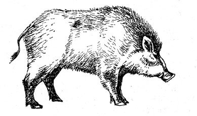 Дикий Вепрь раскраска