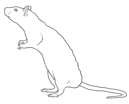 Крыса для срисовки