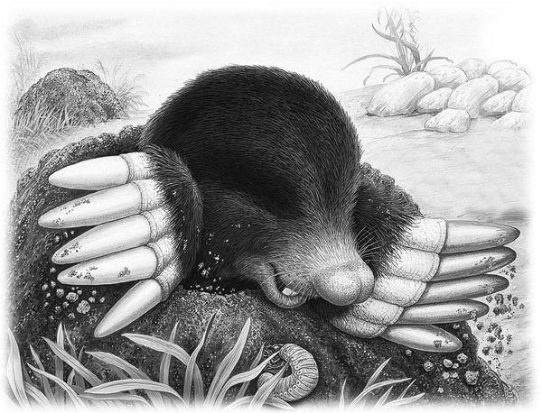 Крот рисунок