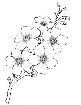 Цветущая ветка яблони раскраска