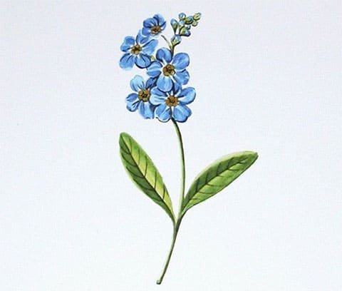 Незабудка тату эскиз