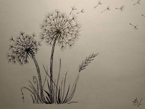 Одуванчик карандашом рисунок простой (46 фото)