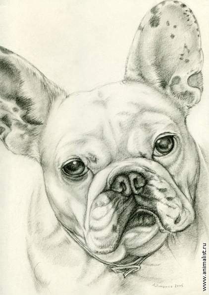 Французский бульдог карандашом