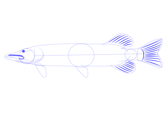 Легкие рисунки щуки