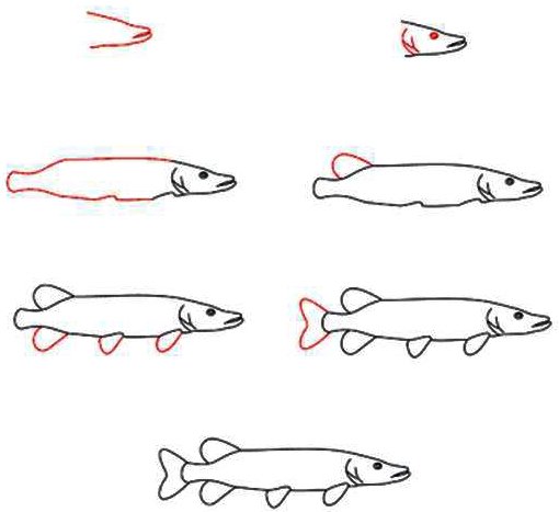 Щука обыкновенная строение