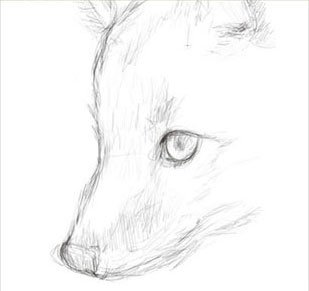 Лиса карандашом для начинающих