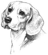 Порода собак Бигль