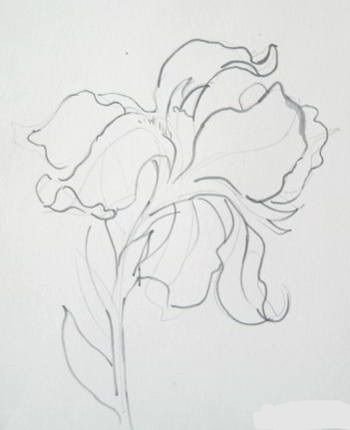 Поэтапное рисование ириса