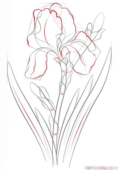 Цветы карандашом для начинающих Ирис