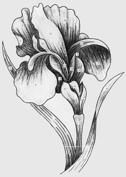 Ирисы цветы карандашом рисунок урок