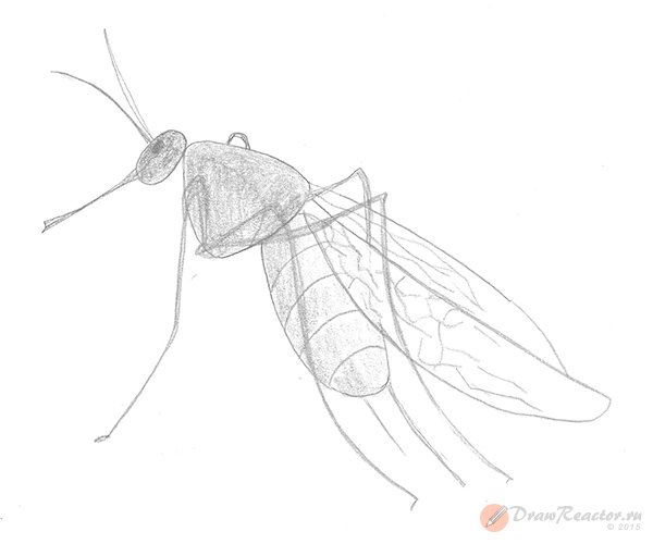 Комар с разных ракурсов