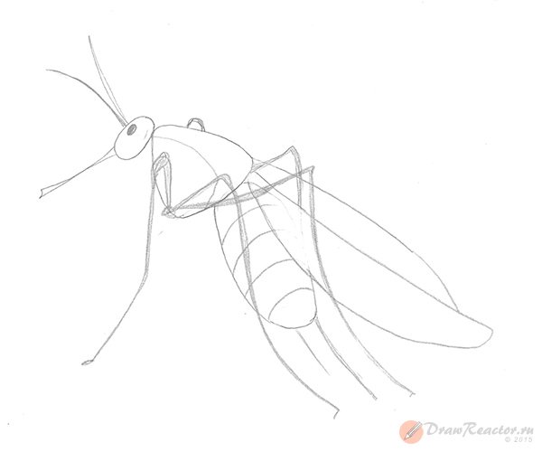 Комар раскраска