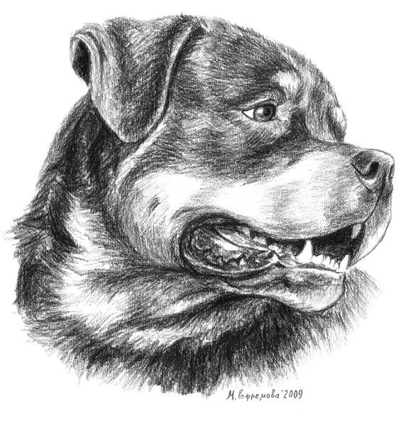 Ротвейлер простым карандашом