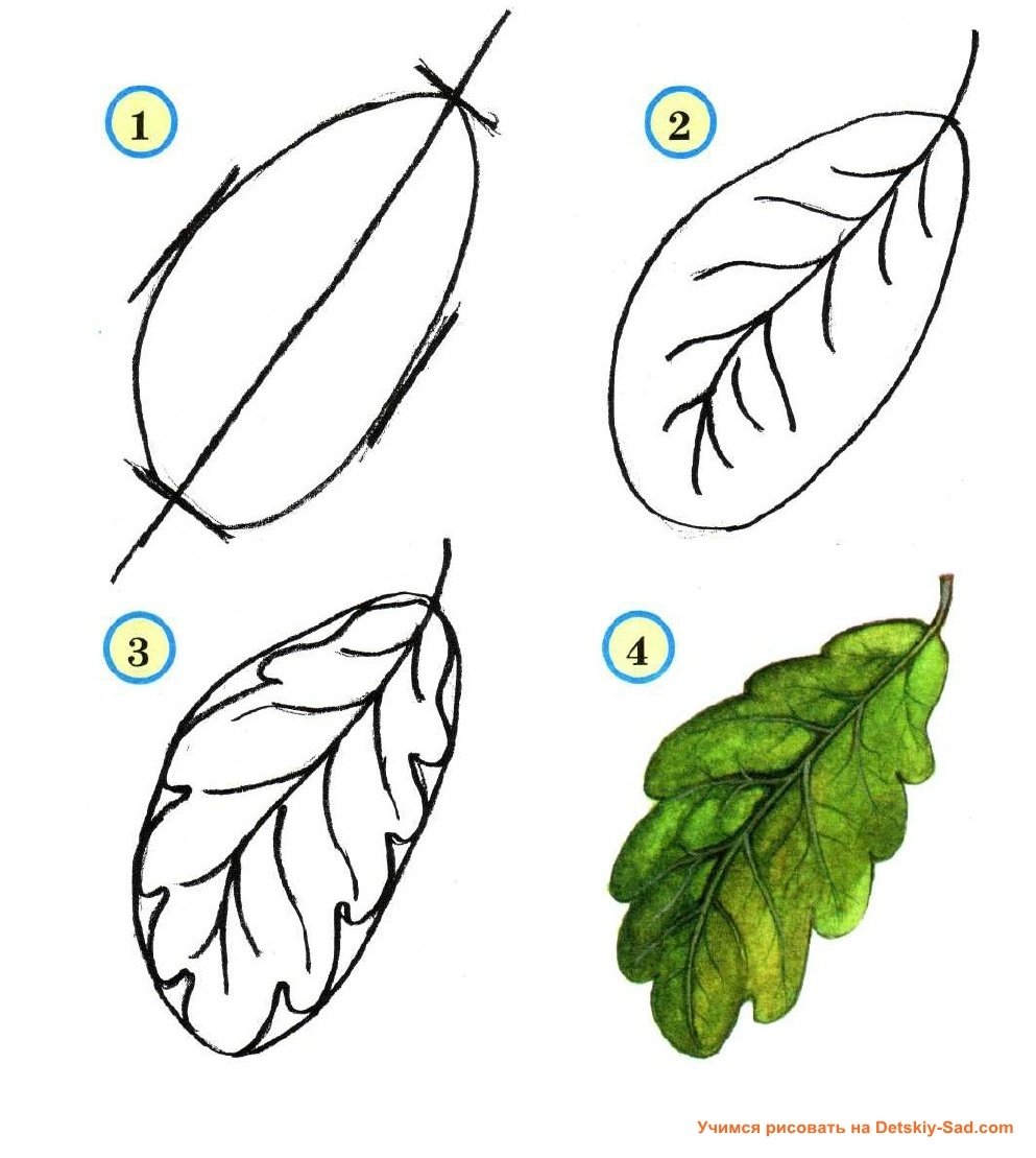 Последовательное рисование листьев