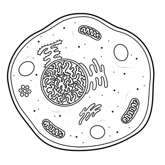 Клетка без цитоплазмы. Цитоплазма растительной клетки без подписа. Изображение клетки. Рисунок цитоплазмы клетки. Клетка биология рисунок.