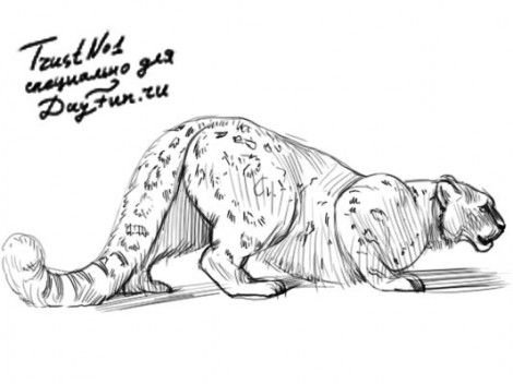 Снежный Барс картинки карандашом