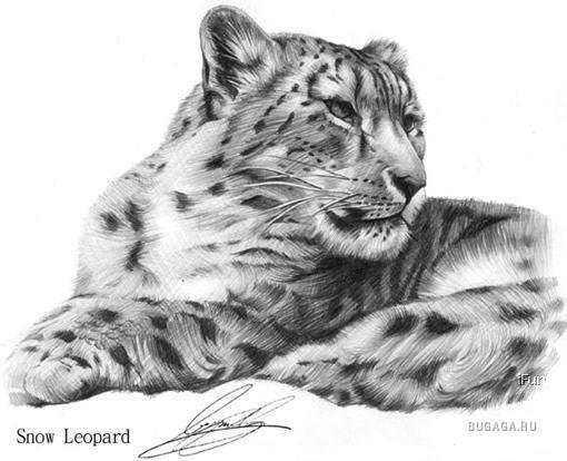 Ирбис эскиз