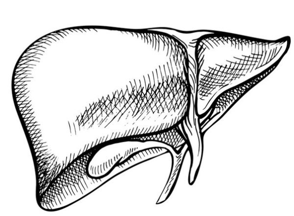Внутренние органы человека раскраска