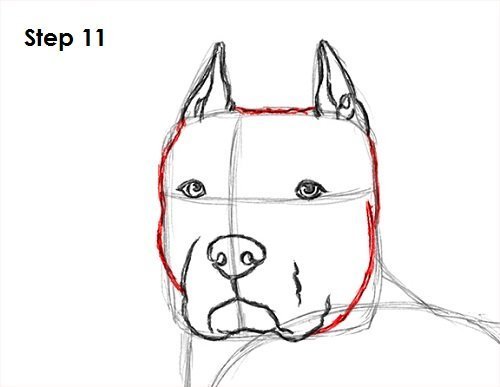 Поэтапное рисование питбуля