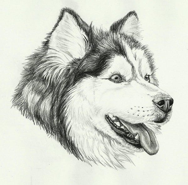 Лайка карандашом для срисовки