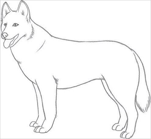 Раскраска собака овчарка
