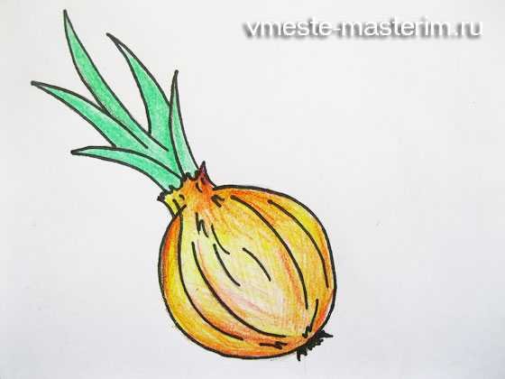 Рисование луковицы поэтапное