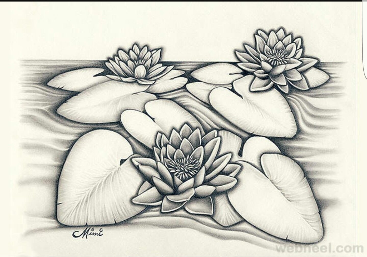 Лотос цветок карандашом