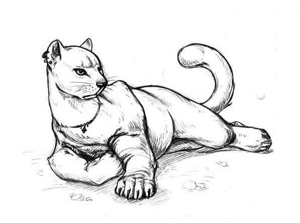 Пантера рисунок карандашом