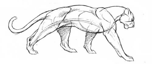 Рисунок пантеры карандашом для срисовки