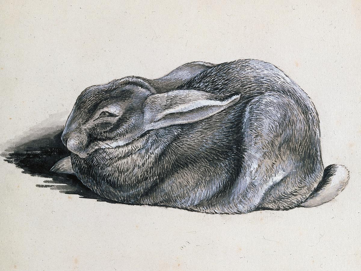 Как нарисовать кролика как настоящего