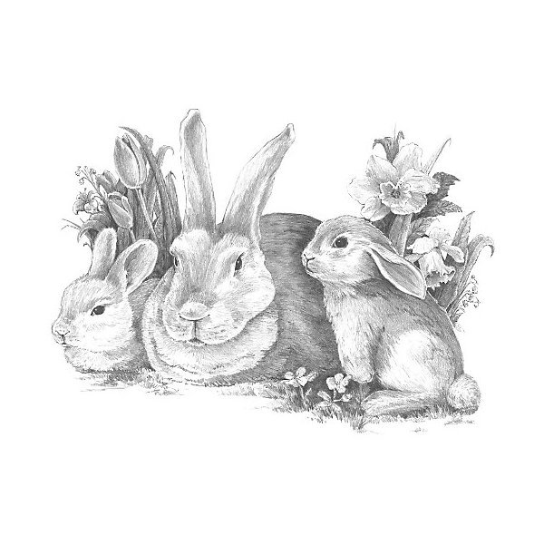 Раскраска зайчик