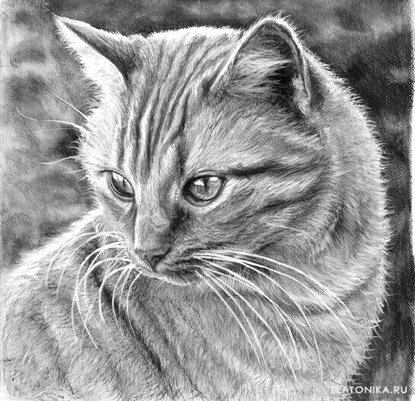 Кошка карандашом