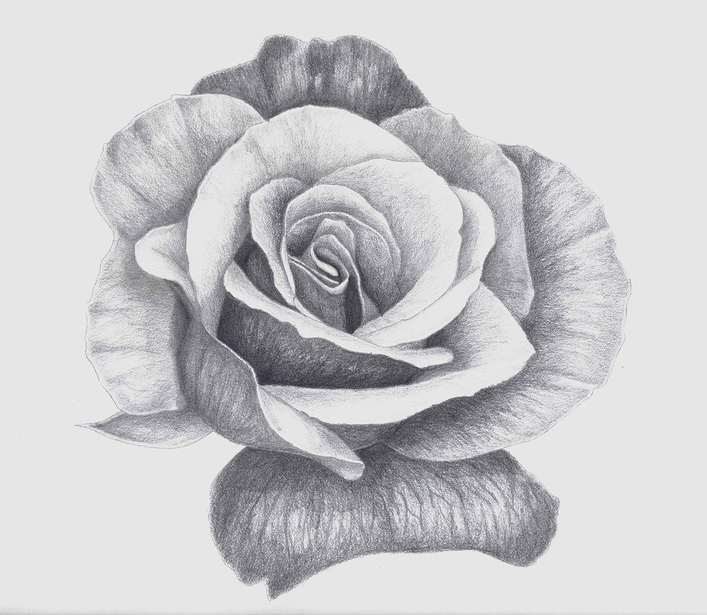 Рисунок цветов простым карандашом. Цветы рисунок карандашом. Наброски карандашом цветы. Зарисовки розы карандашом.
