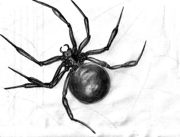 Паук набросок