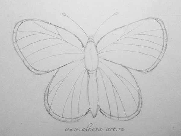 Красивая бабочка рисунок в карандаше (47 фото)
