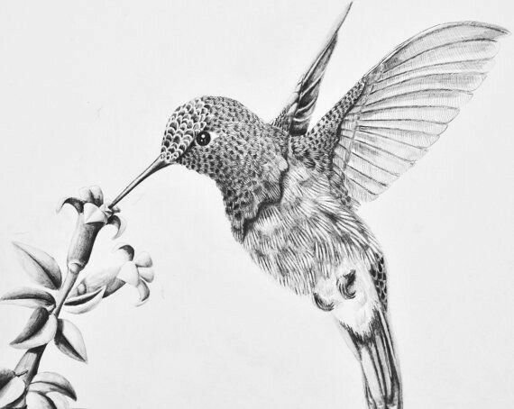 Птицы для срисовки