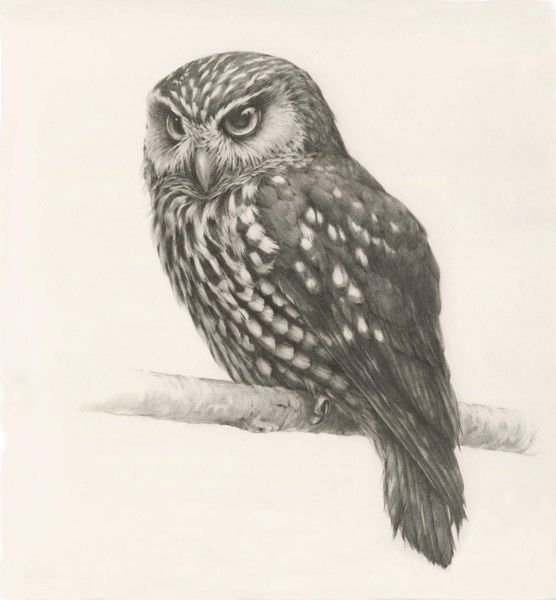 Красивый рисунок совы в карандаше (49 фото)