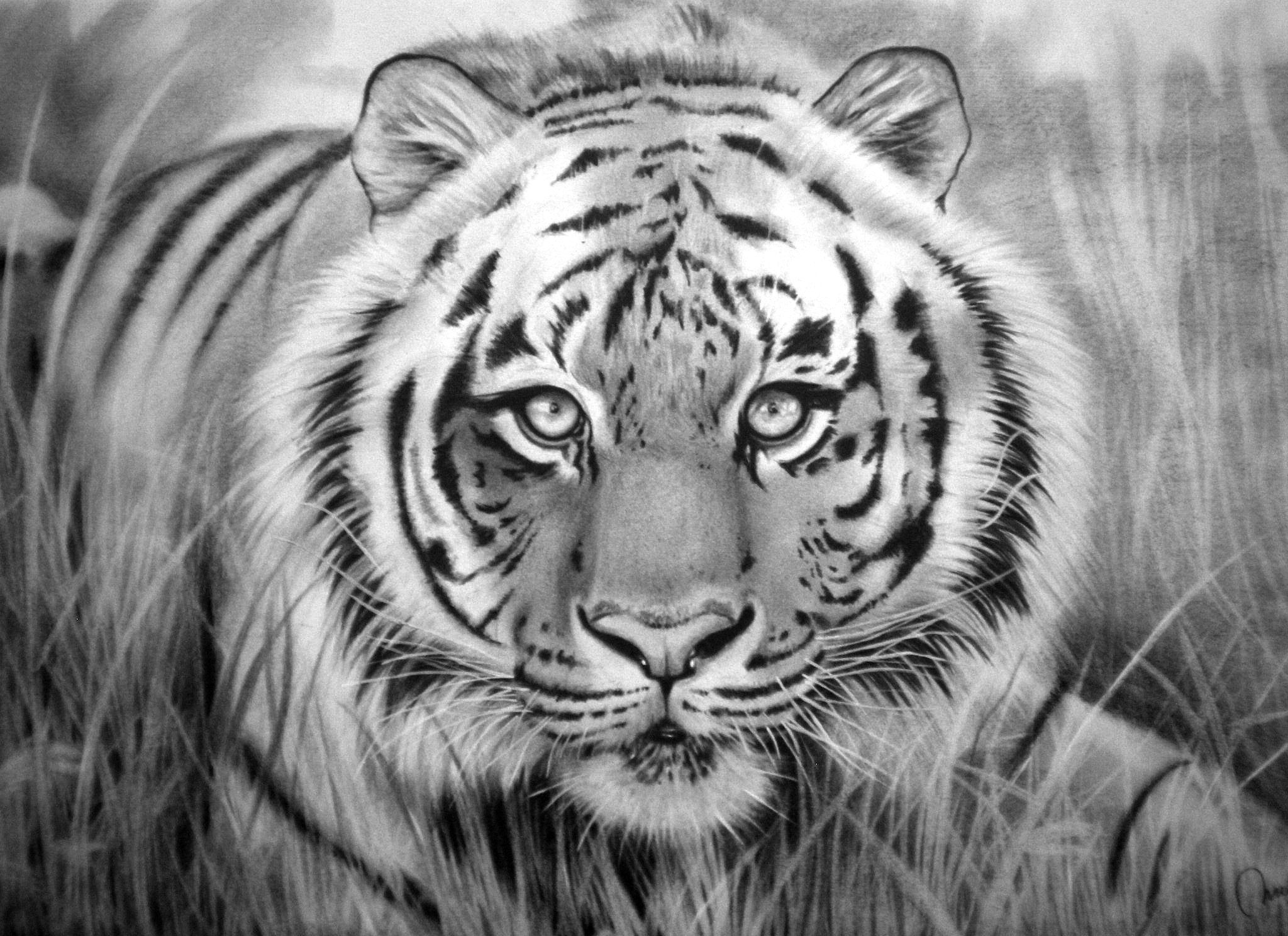 Красивые рисунки тигра