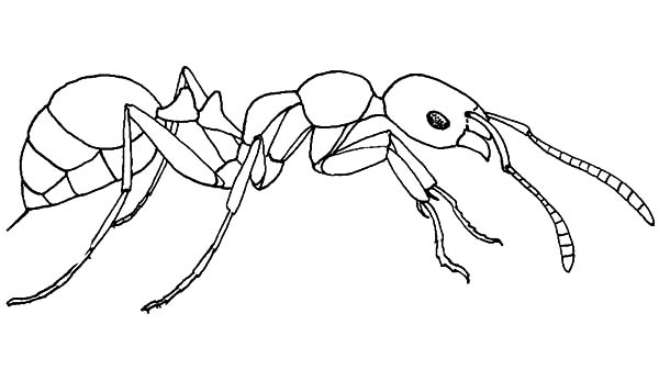 Муравей схематично набросок