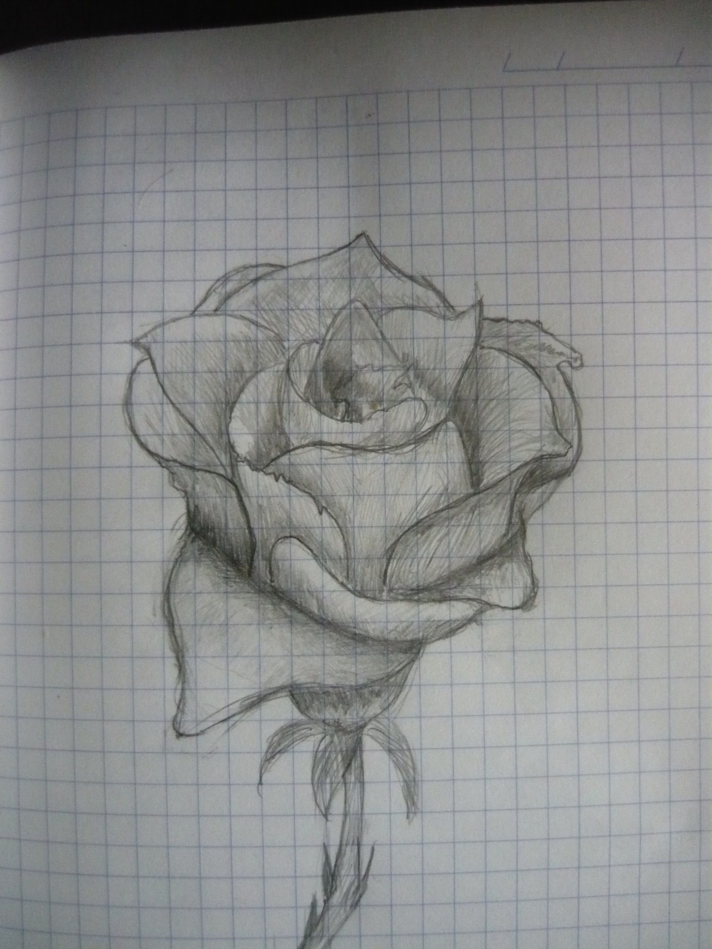 Розы карандашом легкие