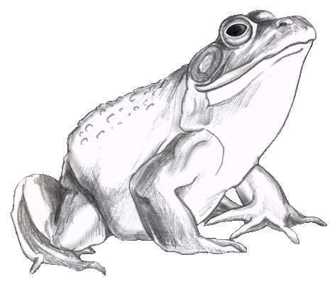 Лягушка цветными карандашами