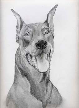 Рисунок карандашом Доберман сложно
